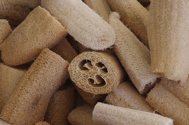 Dried Loofah fruit and turning as a Loofah sponge