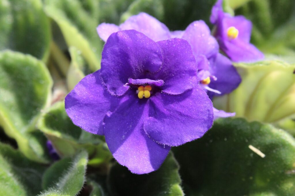 Proper lighting of African violet plants