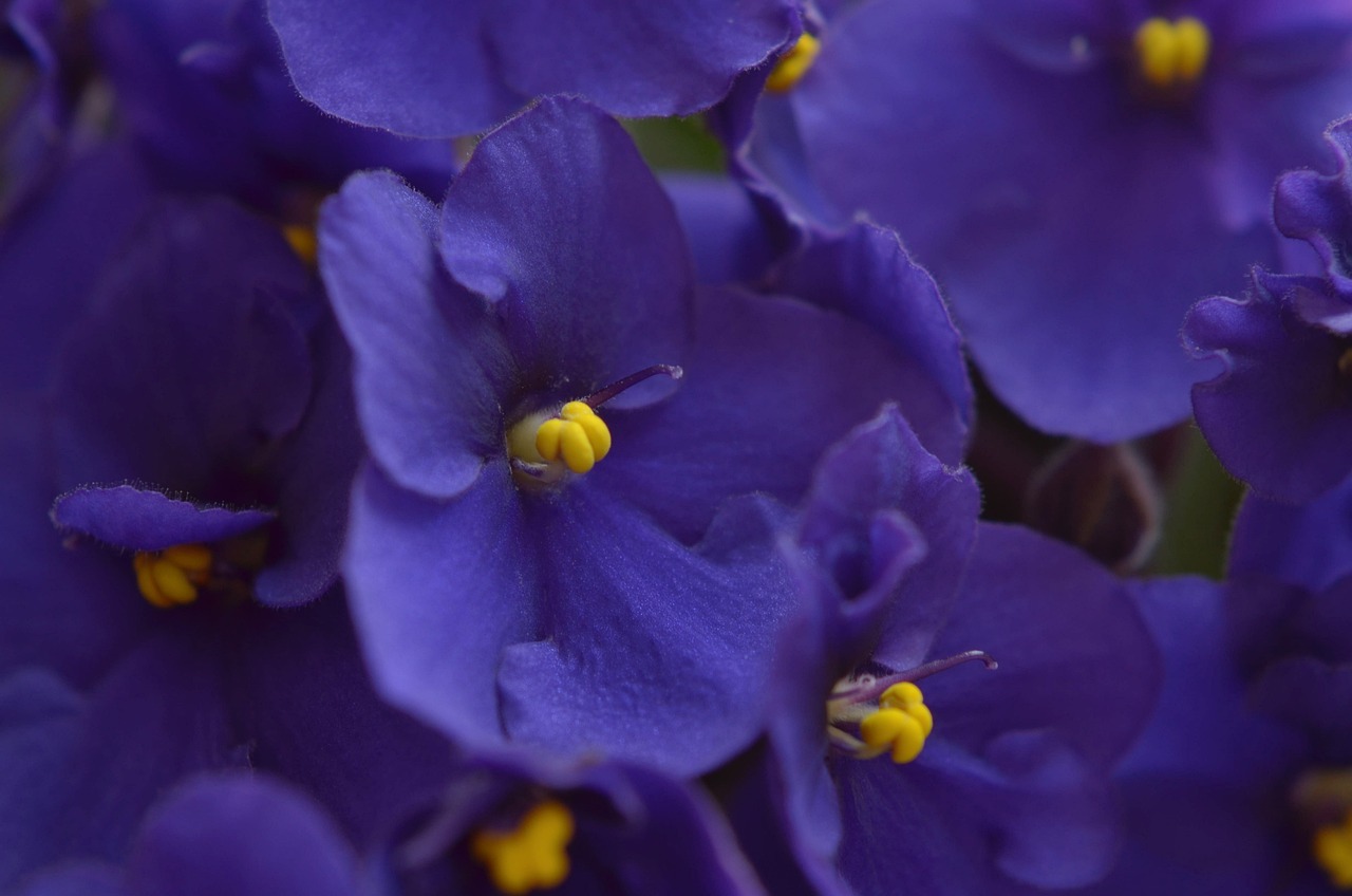 Why African Violet Leaves Turning Yellow? — PlantWorksNYC
