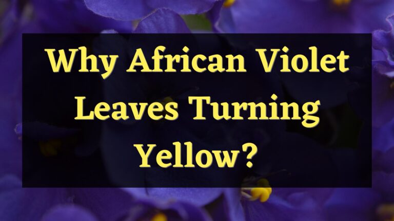 Why African Violet Leaves Turning Yellow?
