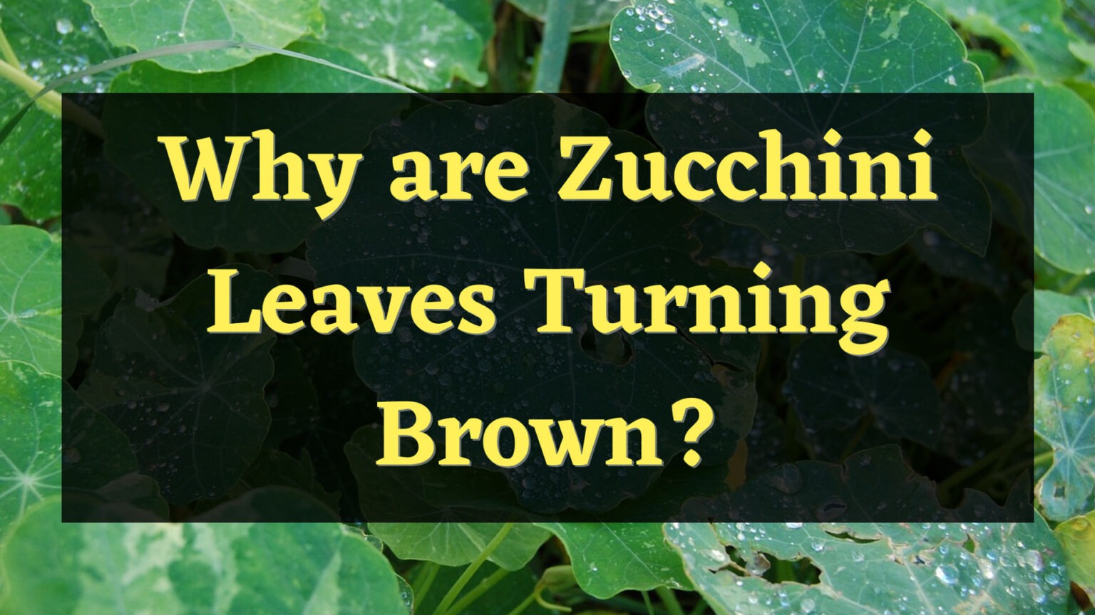 Zucchini Leaves Turning Brown? Let's Fix It — PlantWorksNYC