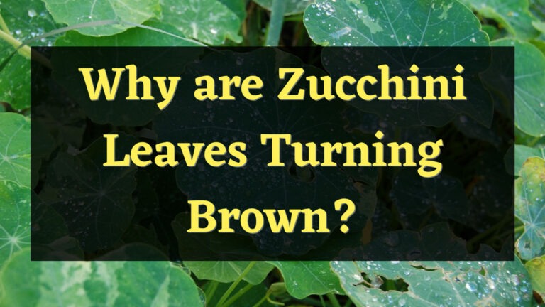 Zucchini Leaves Turning Brown? Let’s Fix It