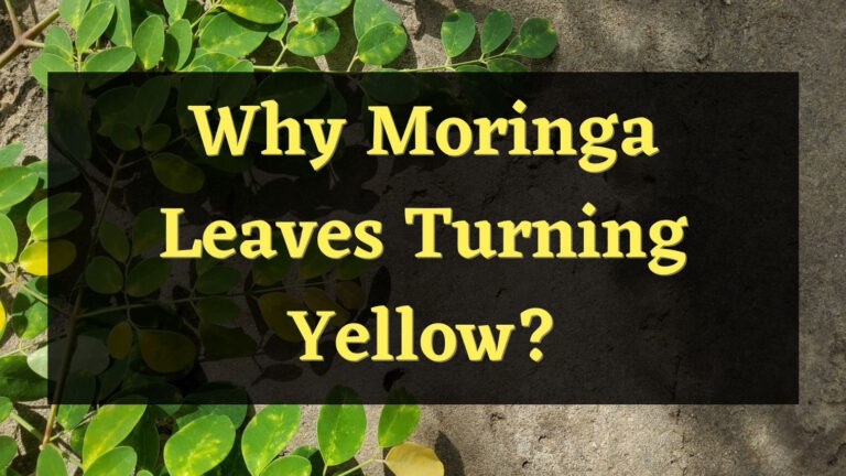 Why Moringa Leaves Turning Yellow and How to Fix Them