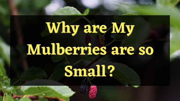 Why are My Mulberries so Small?- Here’s Why
