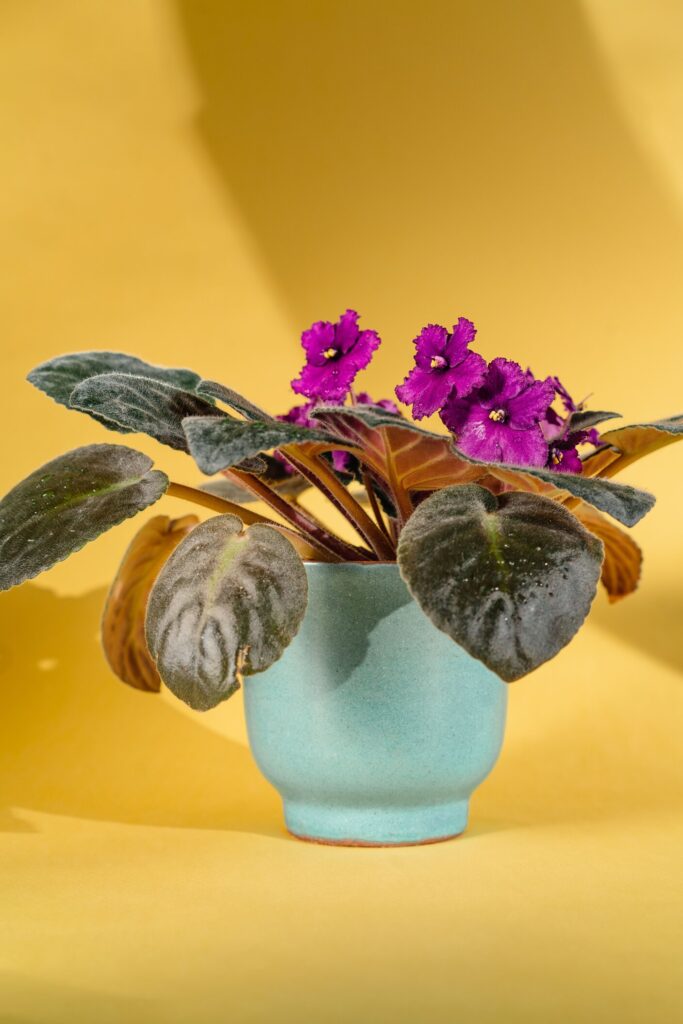 african violet leaves turning yellow