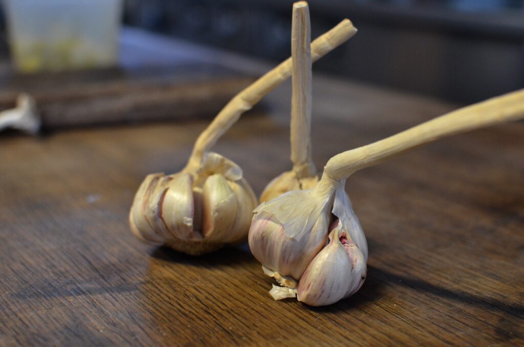 reasons why do you have small garlic bulbs