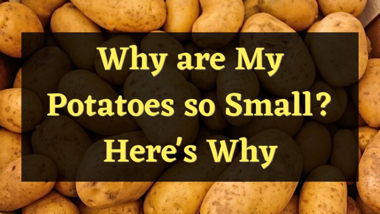 Why are My Potatoes so Small? – Different Causes