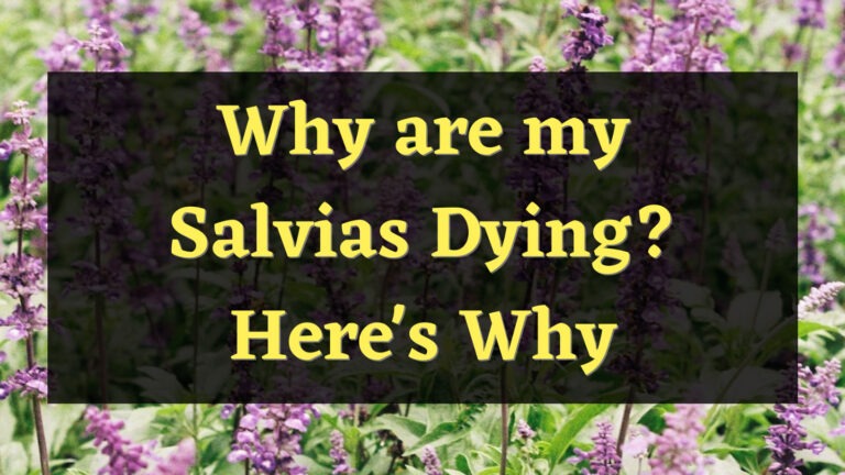 Why are my Salvias Dying? Read this to find out
