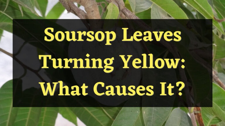 Soursop Leaves Turning Yellow: What Causes It?