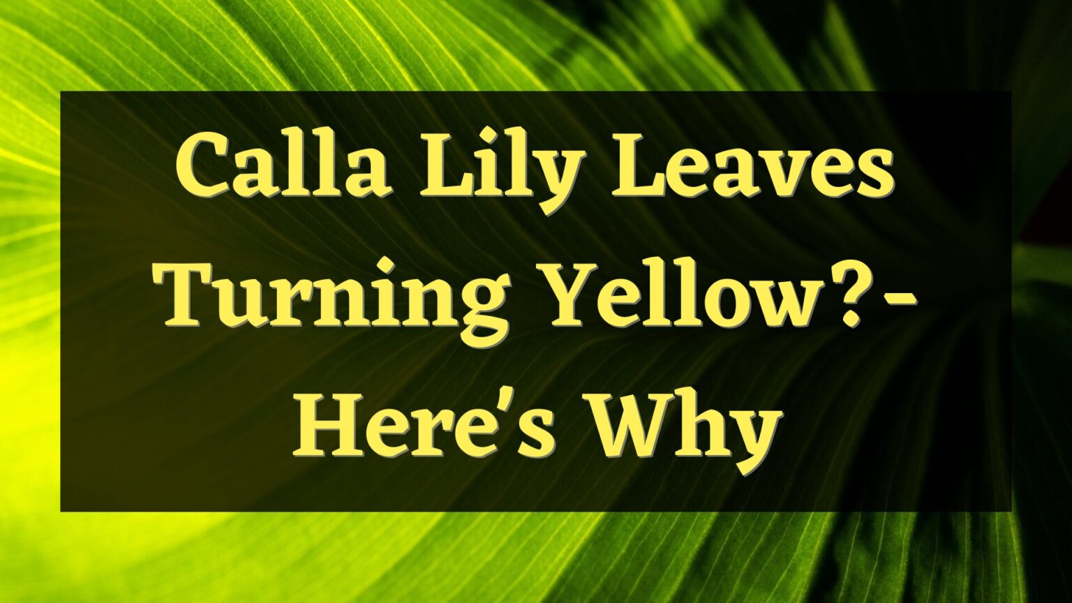 Calla Lily Leaves Turning Yellow? Here's Why — PlantWorksNYC