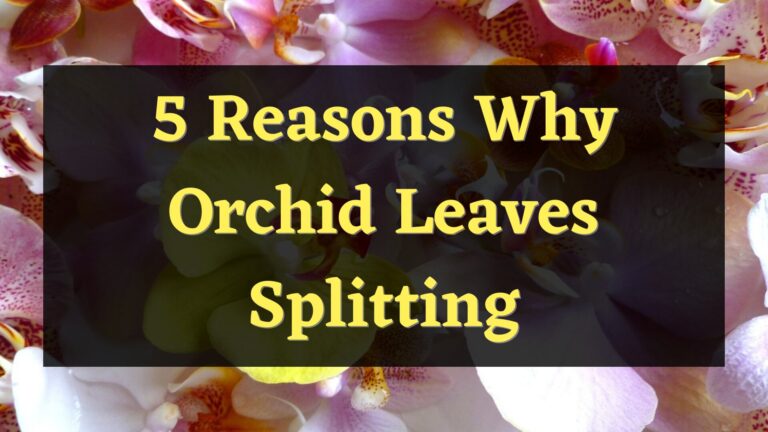 5 Reasons Why Orchid Leaves Splitting