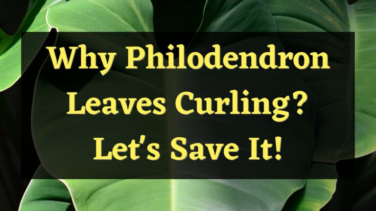Why Philodendron Leaves Curling? Let’s Save It!