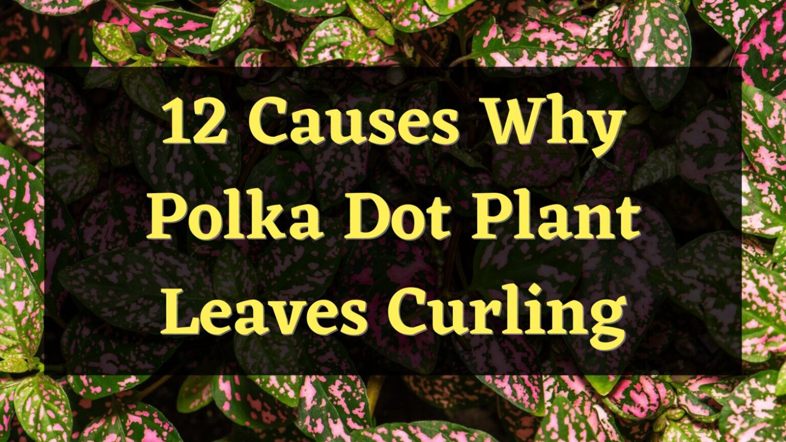 12 Causes Why Polka Dot Plant Leaves Curling — PlantWorksNYC