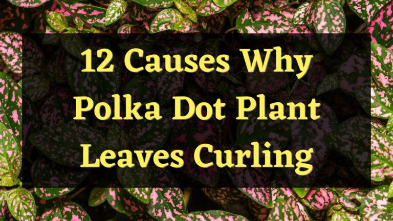 12 Causes Why Polka Dot Plant Leaves Curling