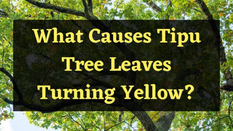 What Causes Tipu Tree Leaves Turning Yellow? Find the reasons here