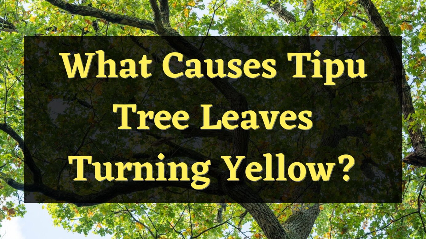 What Causes Tipu Tree Leaves Turning Yellow? Find the reasons here ...