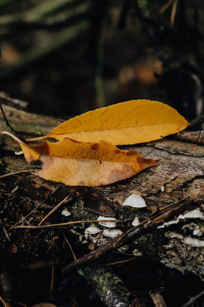 What causes Soursop leaves to turn yellow