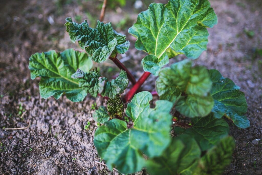 Why are rhubarb stalks so thin