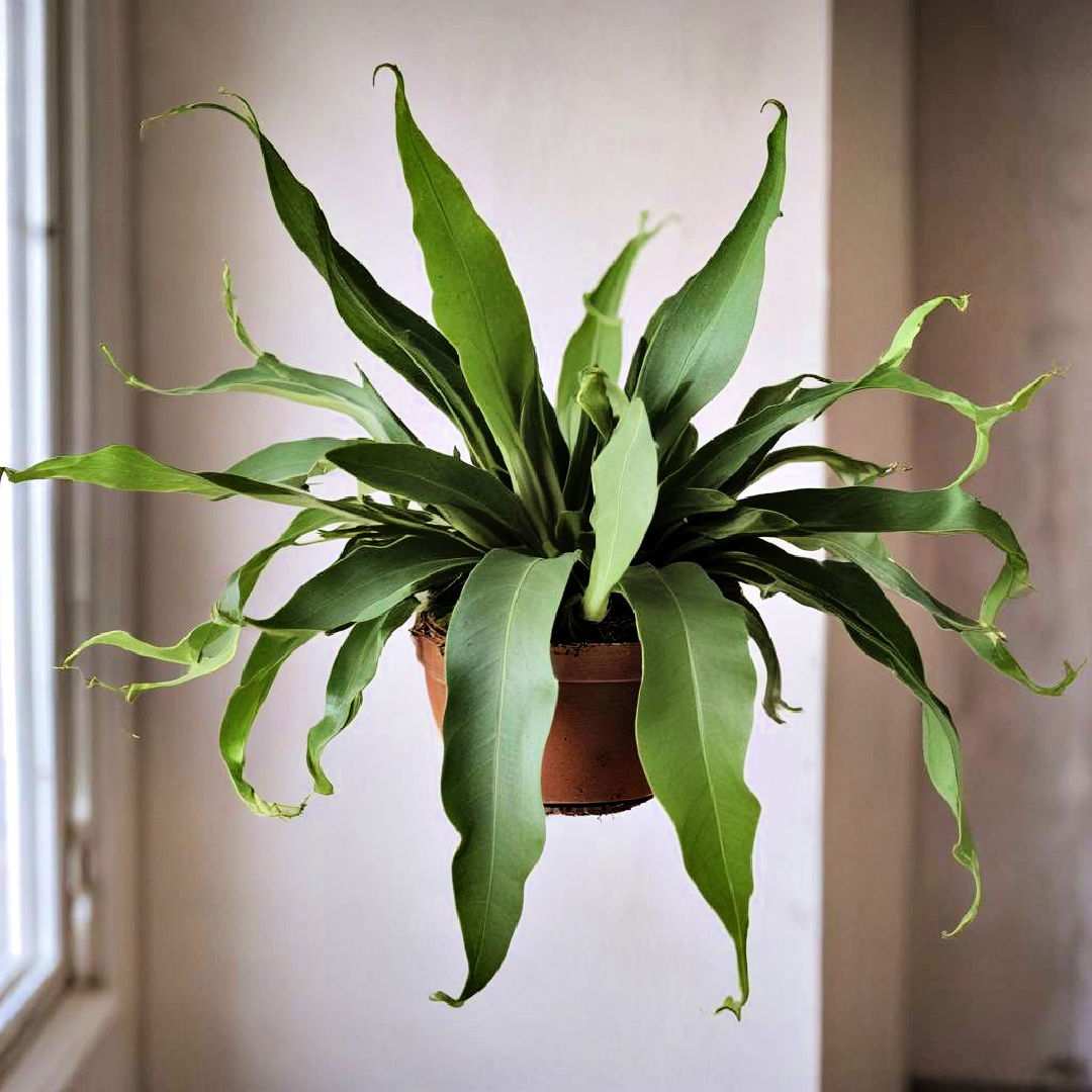staghorn fern